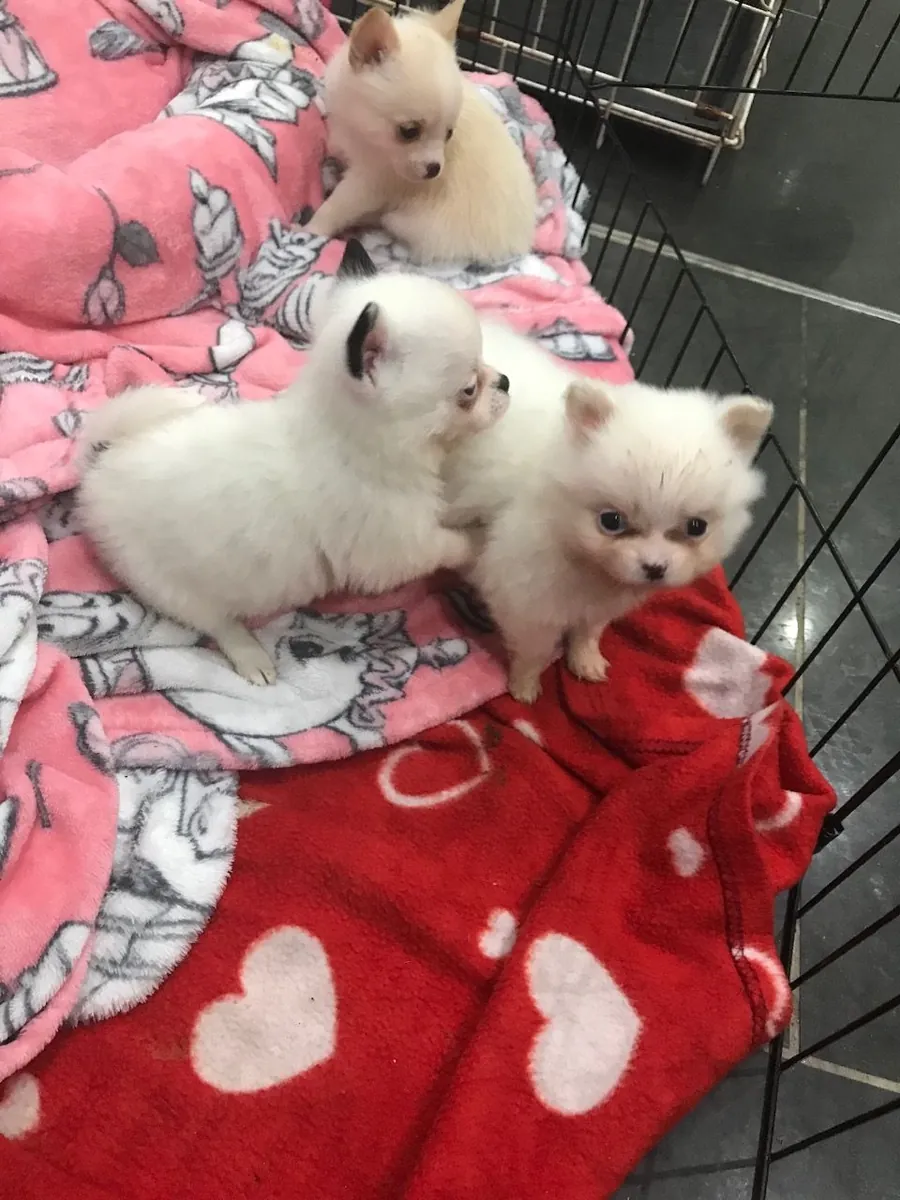 Dwarf Pomeranian Spitz dogs