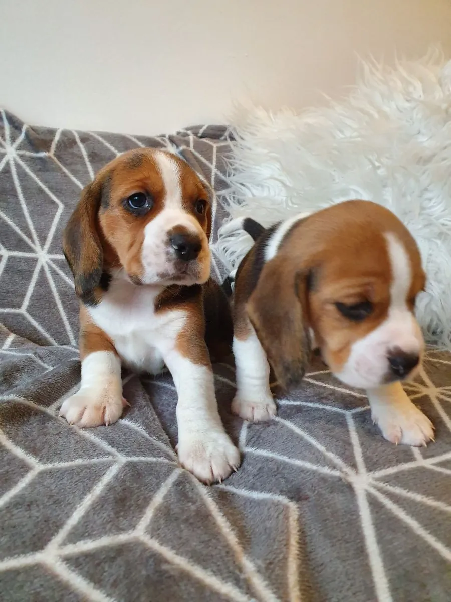 Cría de cachorros beagle