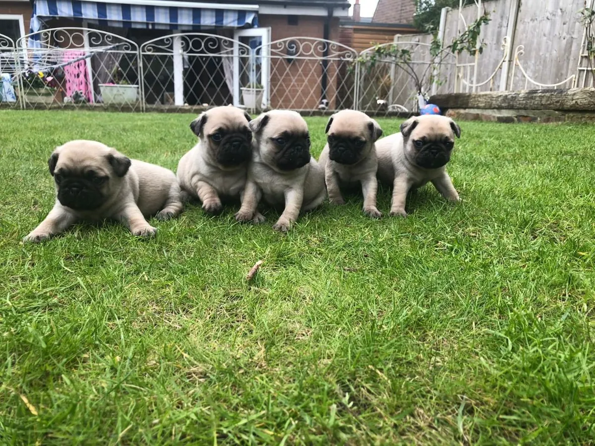 Cachorros Carlino