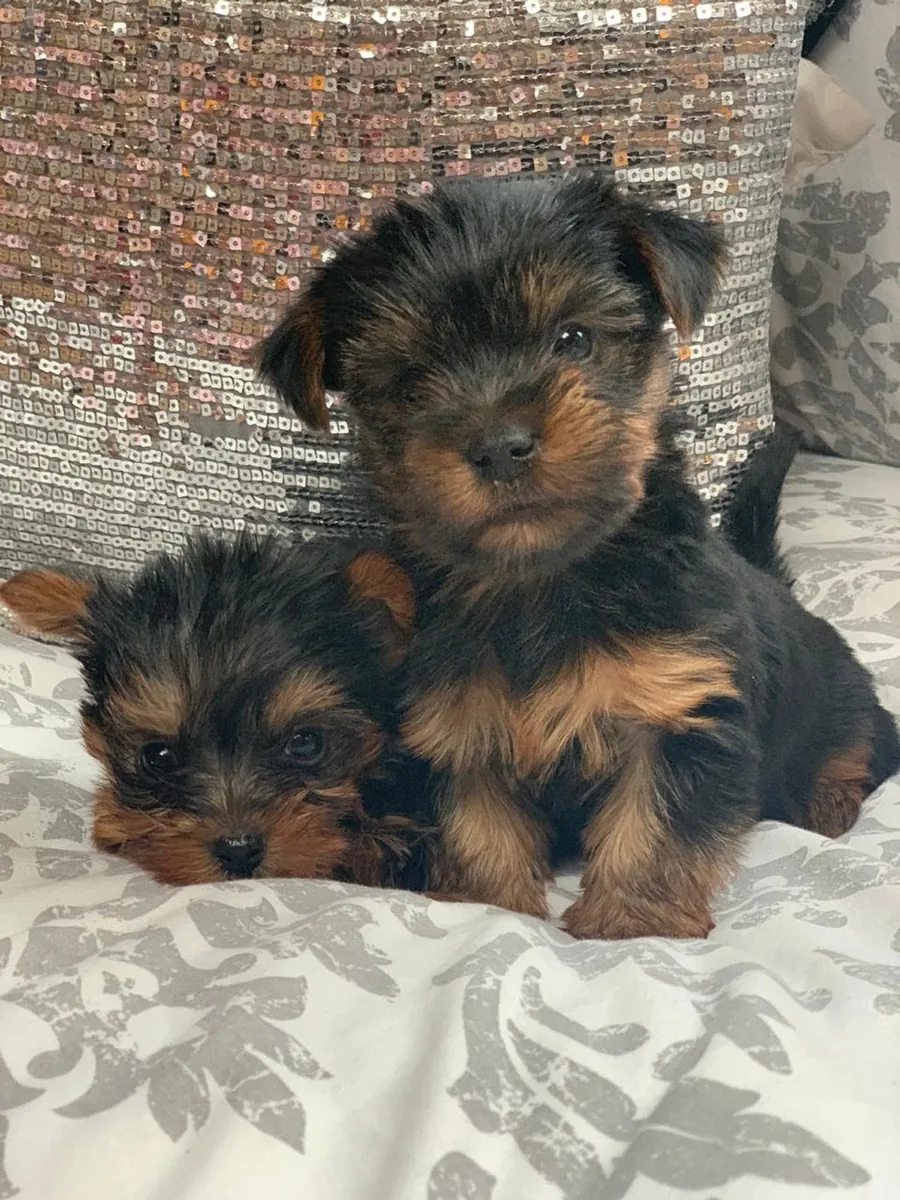 Yorkshire Terrier puppies