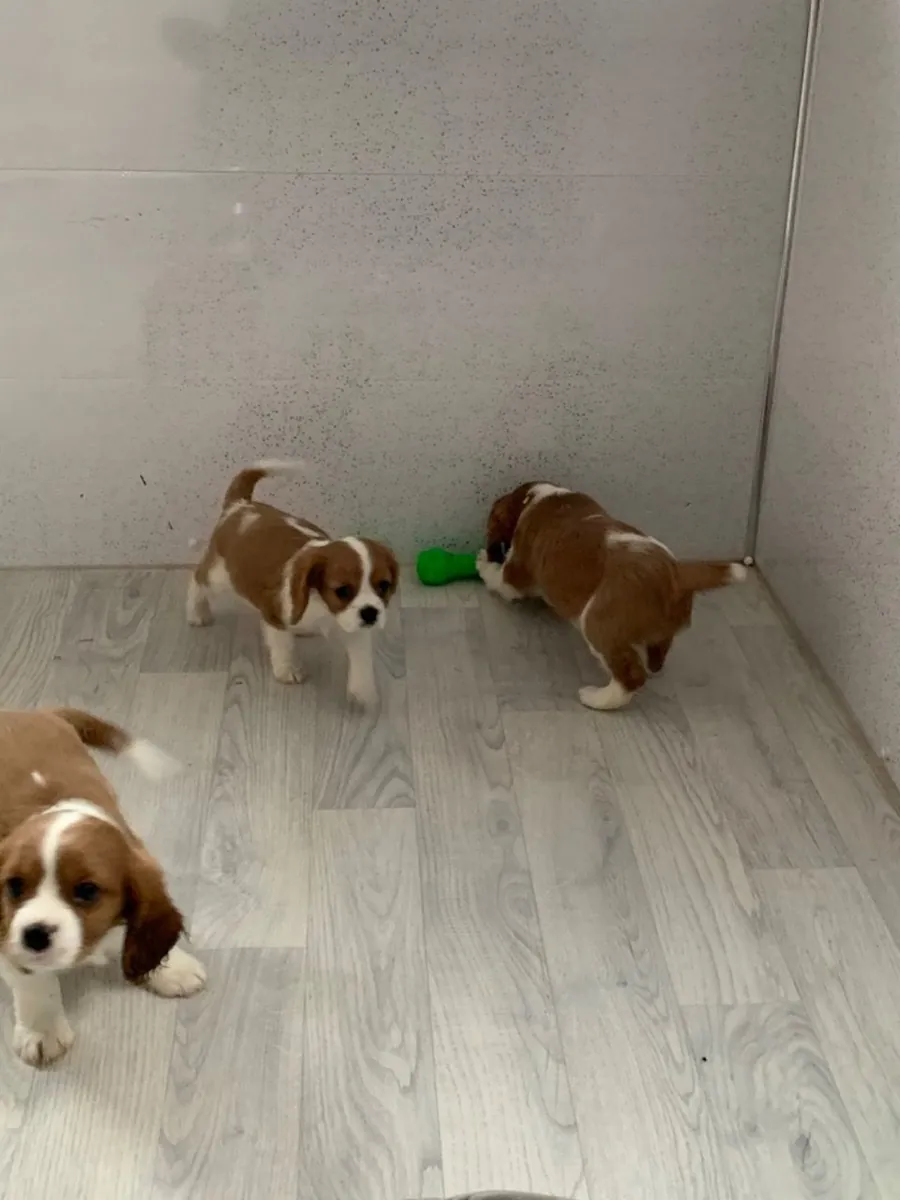 Cavalier King Charles Spaniel