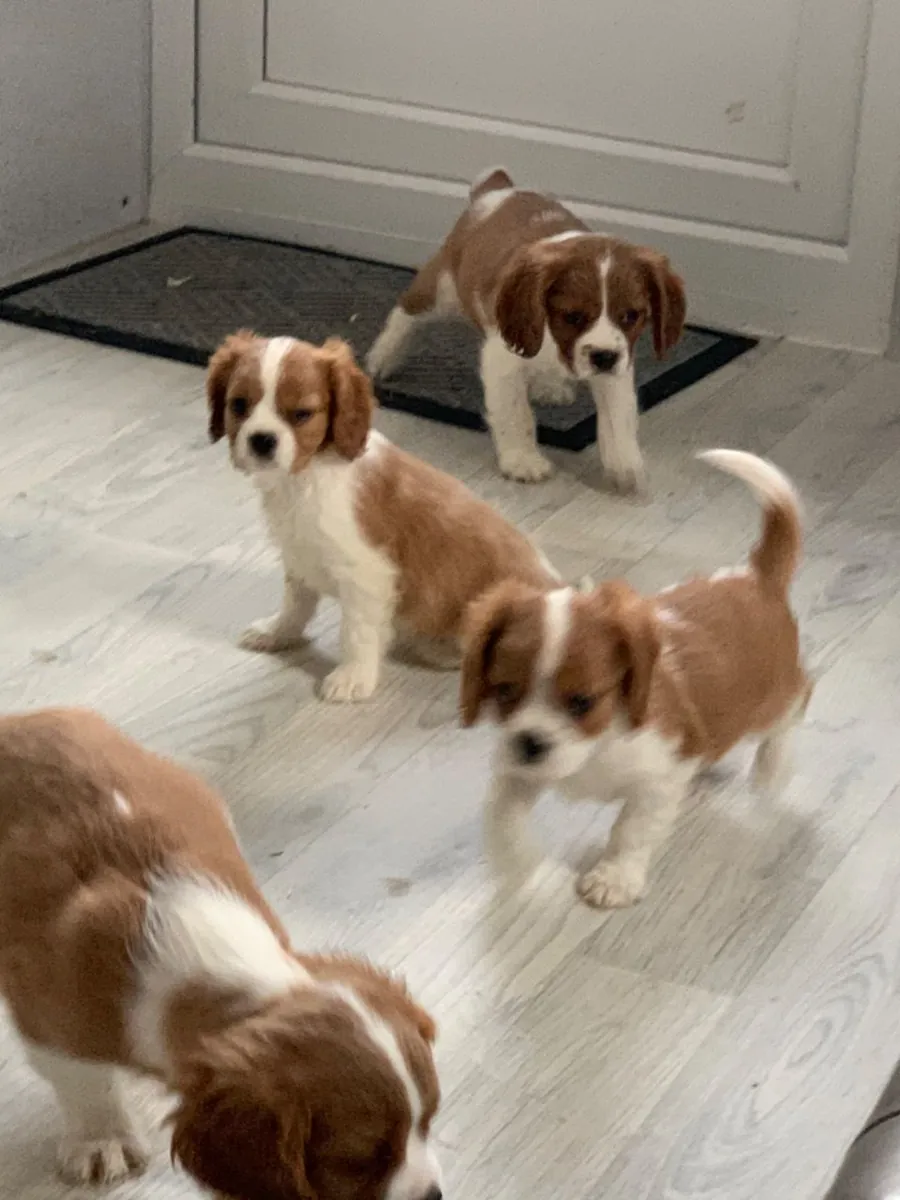 Cavalier King Charles Spaniel