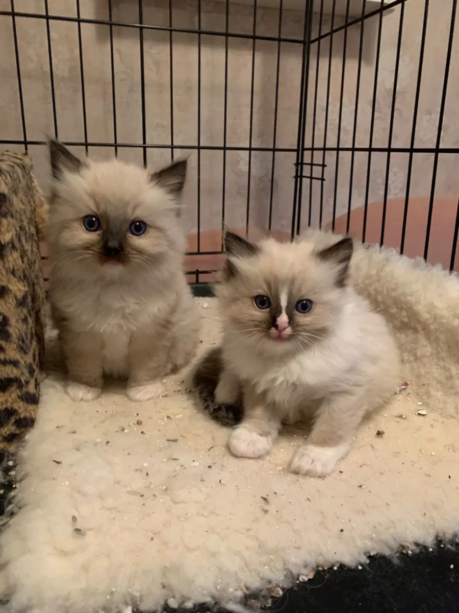 Hermoso gatito ragdoll