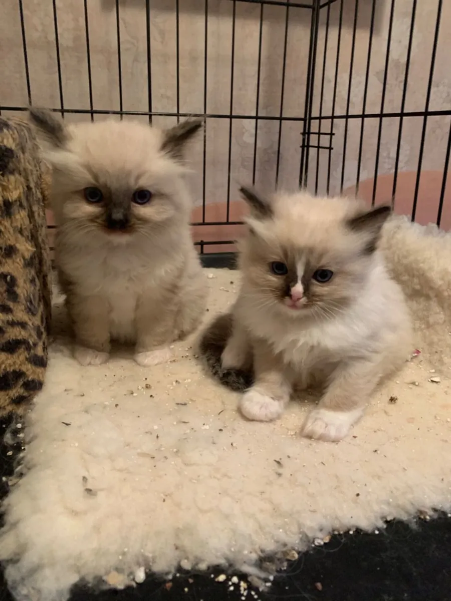 Hermoso gatito ragdoll
