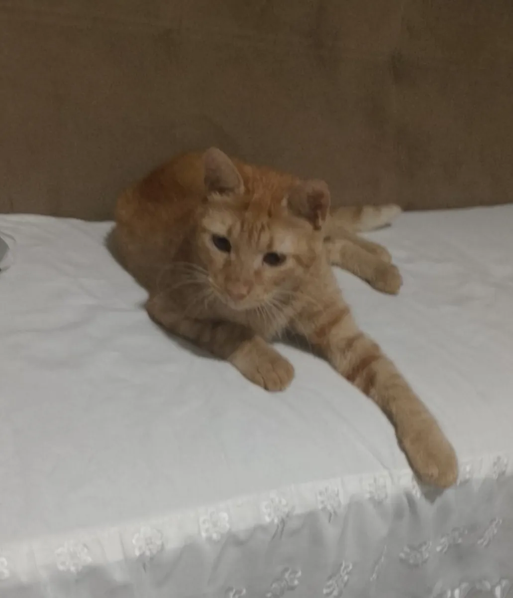 ACİL! ŞANSLI 1 aylığına bir pansiyona bırakılacak, yuva arayışımız devam ediyor…