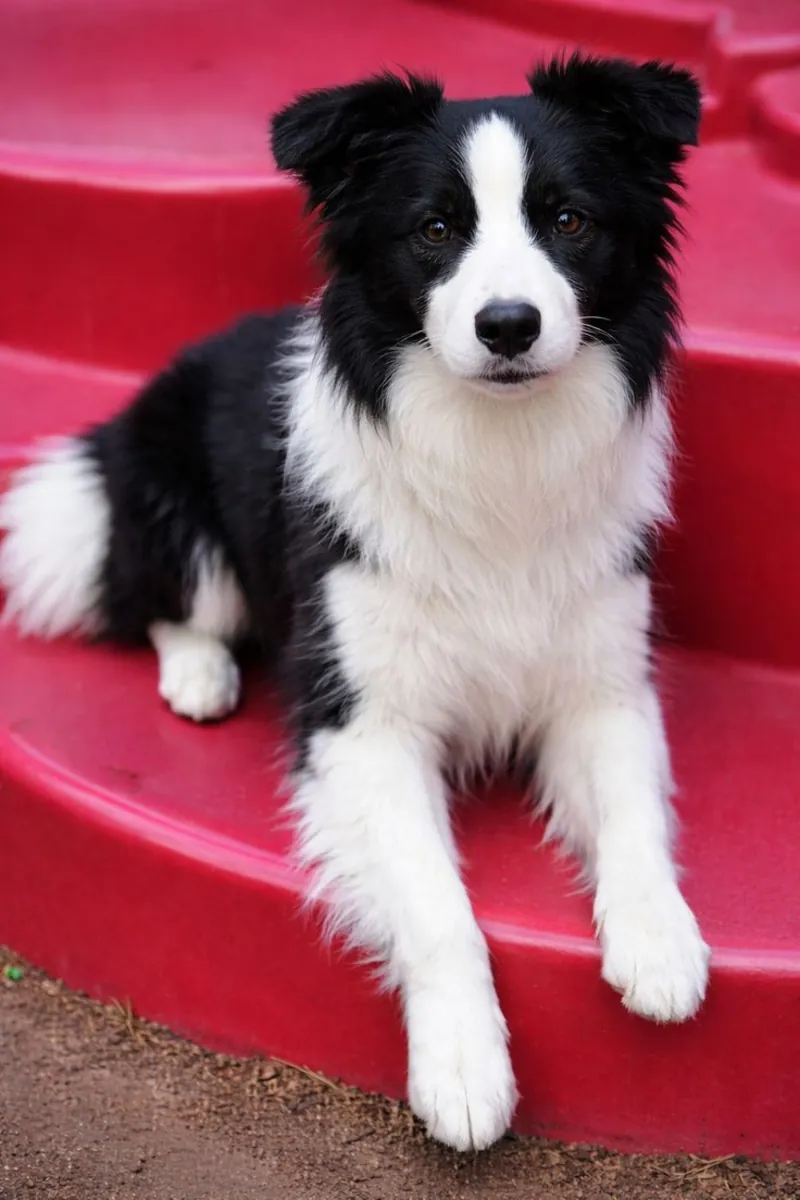 Самка бордер-колли, выросшая в семейной обстановке, будет отдана бесплатно.