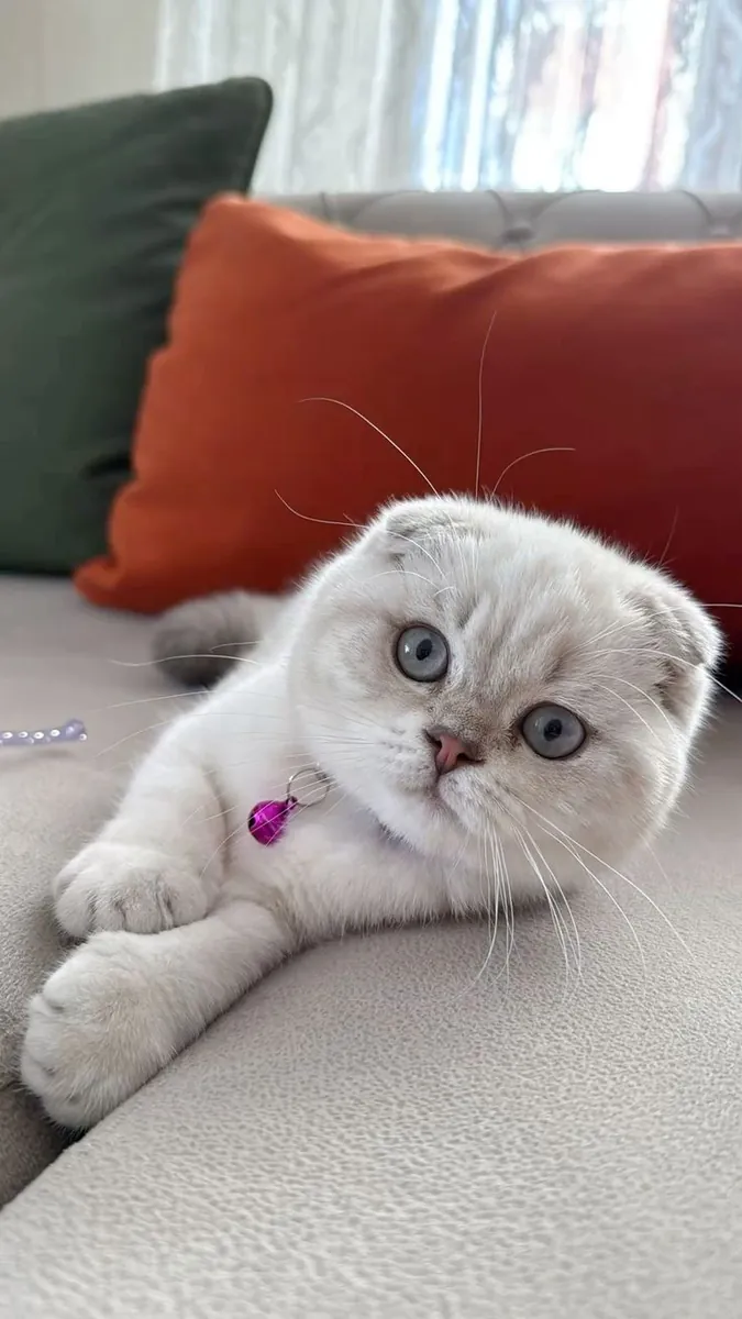 Scottish Fold dişi yavru, ev ortamında büyüdü
