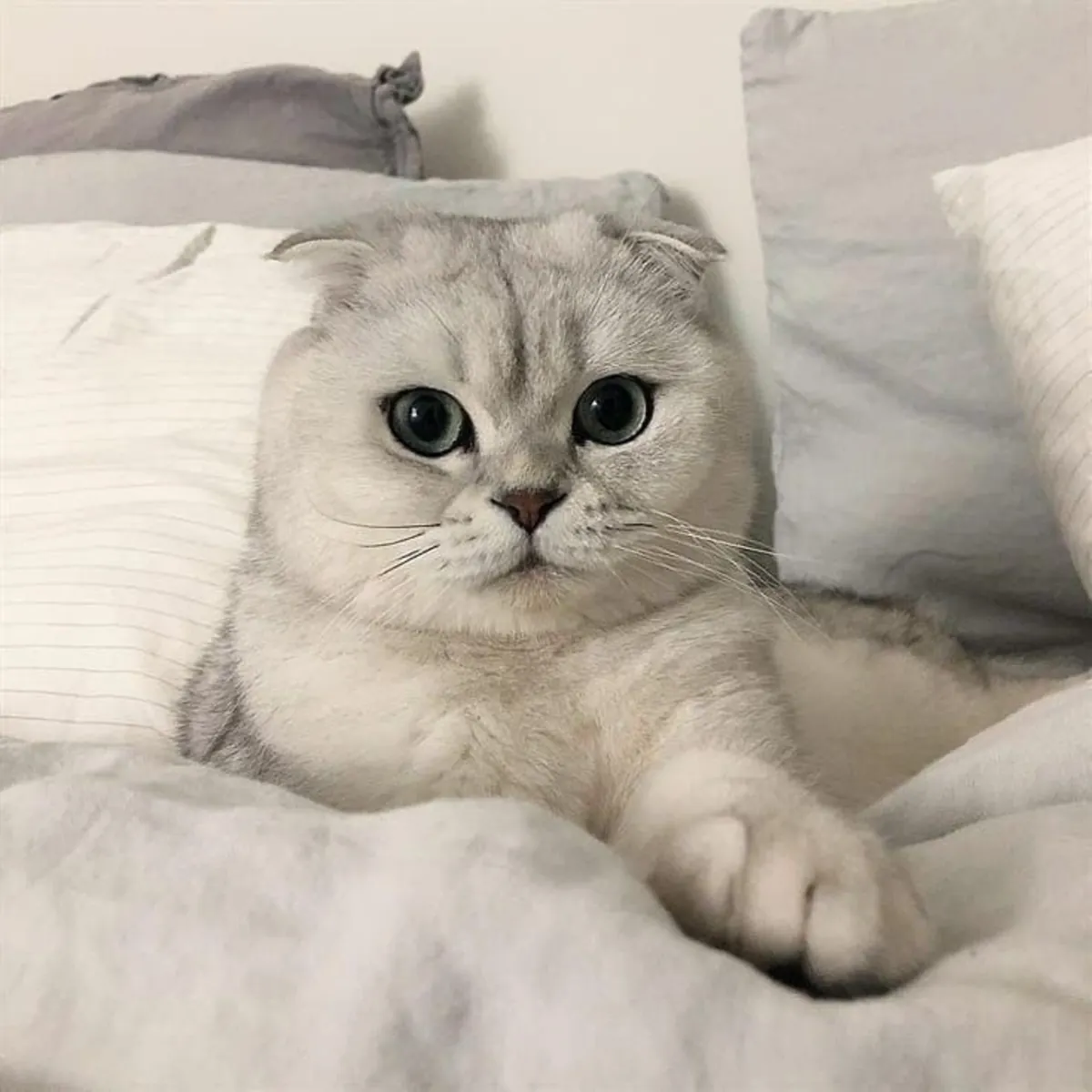 Scottish Fold dişi yavru, ev ortamında büyüdü