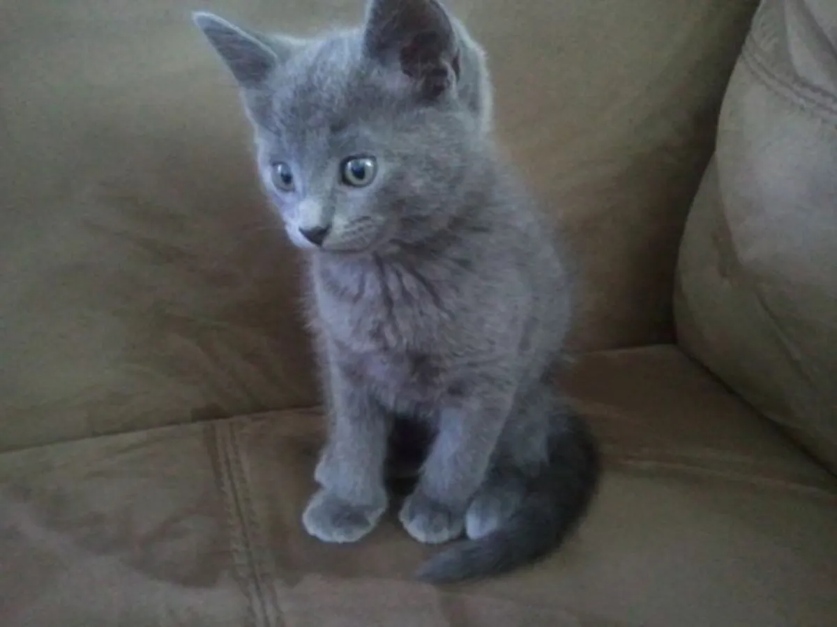 Lost Russian Blue male cat – grey color.
