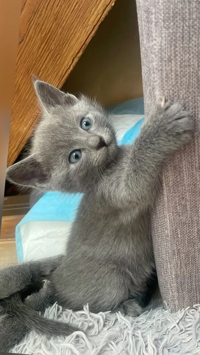 Lost Russian Blue male cat – grey color.