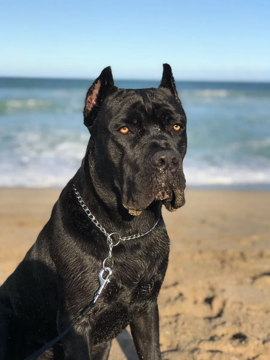 Чистокровный кобель породы Кане Корсо, пригодный для разведения.