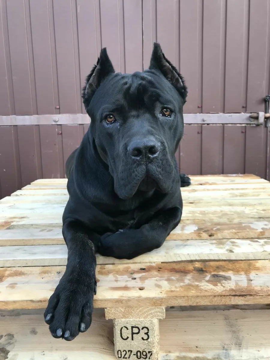 Чистокровный кобель породы Кане Корсо, пригодный для разведения.