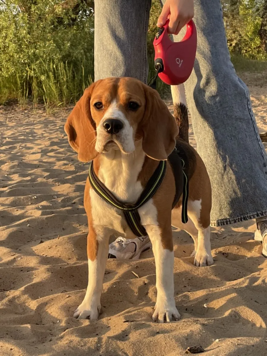 Friendly Beagle female looking for a loving home (free adoption)