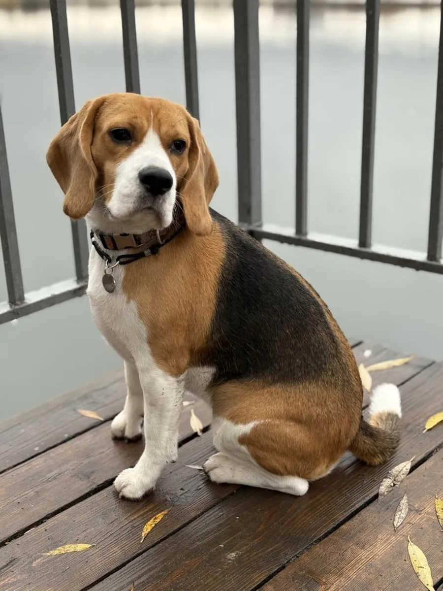 Friendly Beagle female looking for a loving home (free adoption)