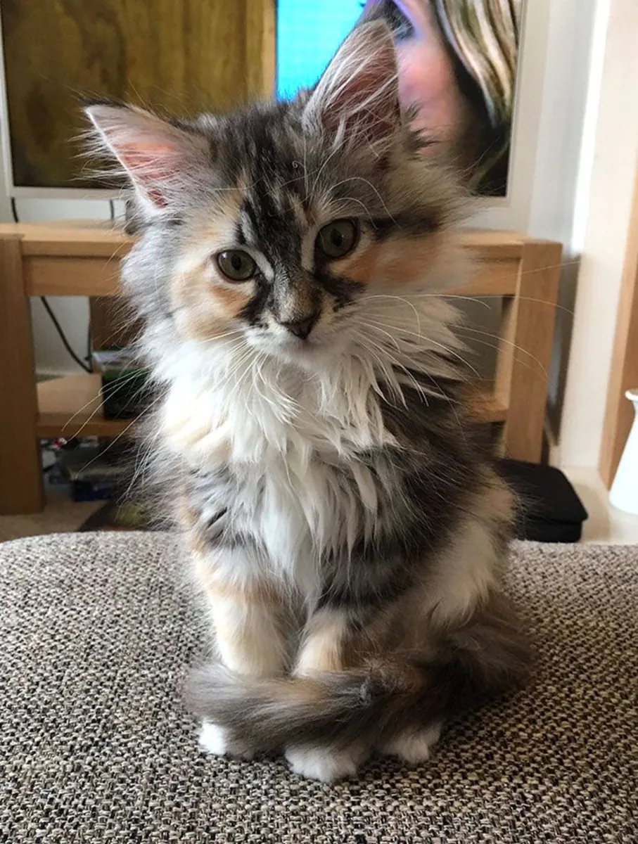 Maine Coon male kitten, calm temperament, raised indoors