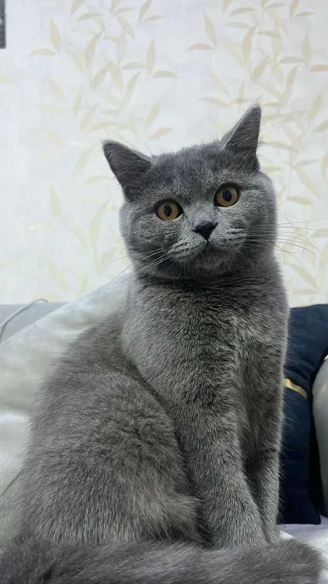 Lost British Shorthair cat – grey, very friendly