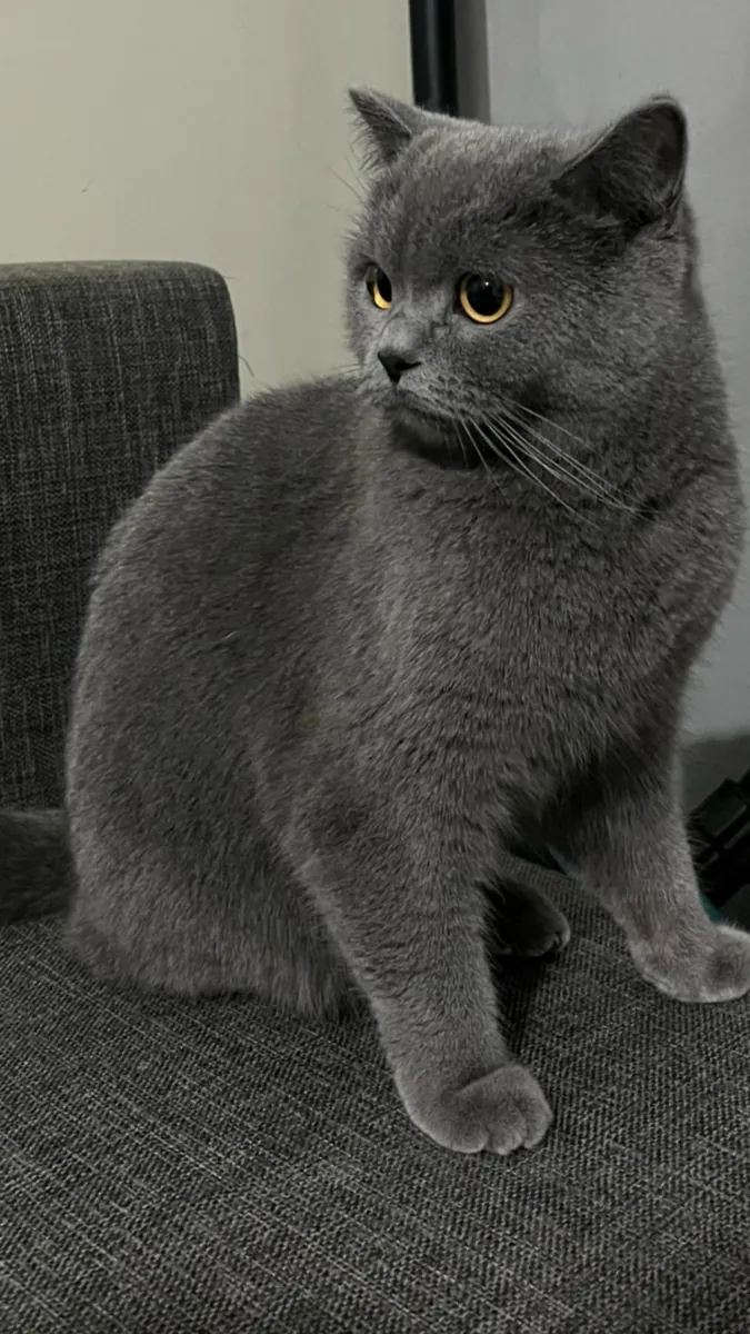 Lost British Shorthair cat – grey, very friendly