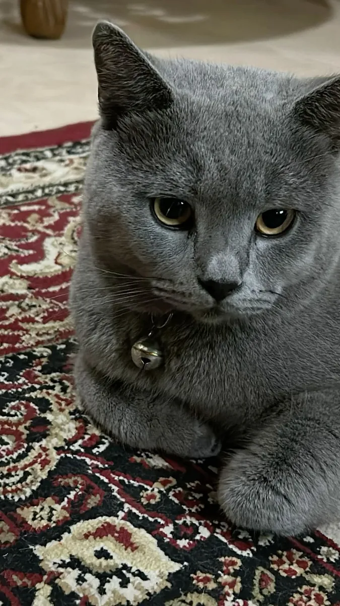 Lost British Shorthair cat – grey, very friendly