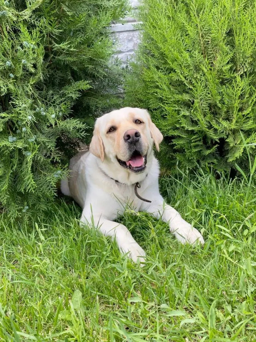 Purebred Labrador Retriever male available for breeding