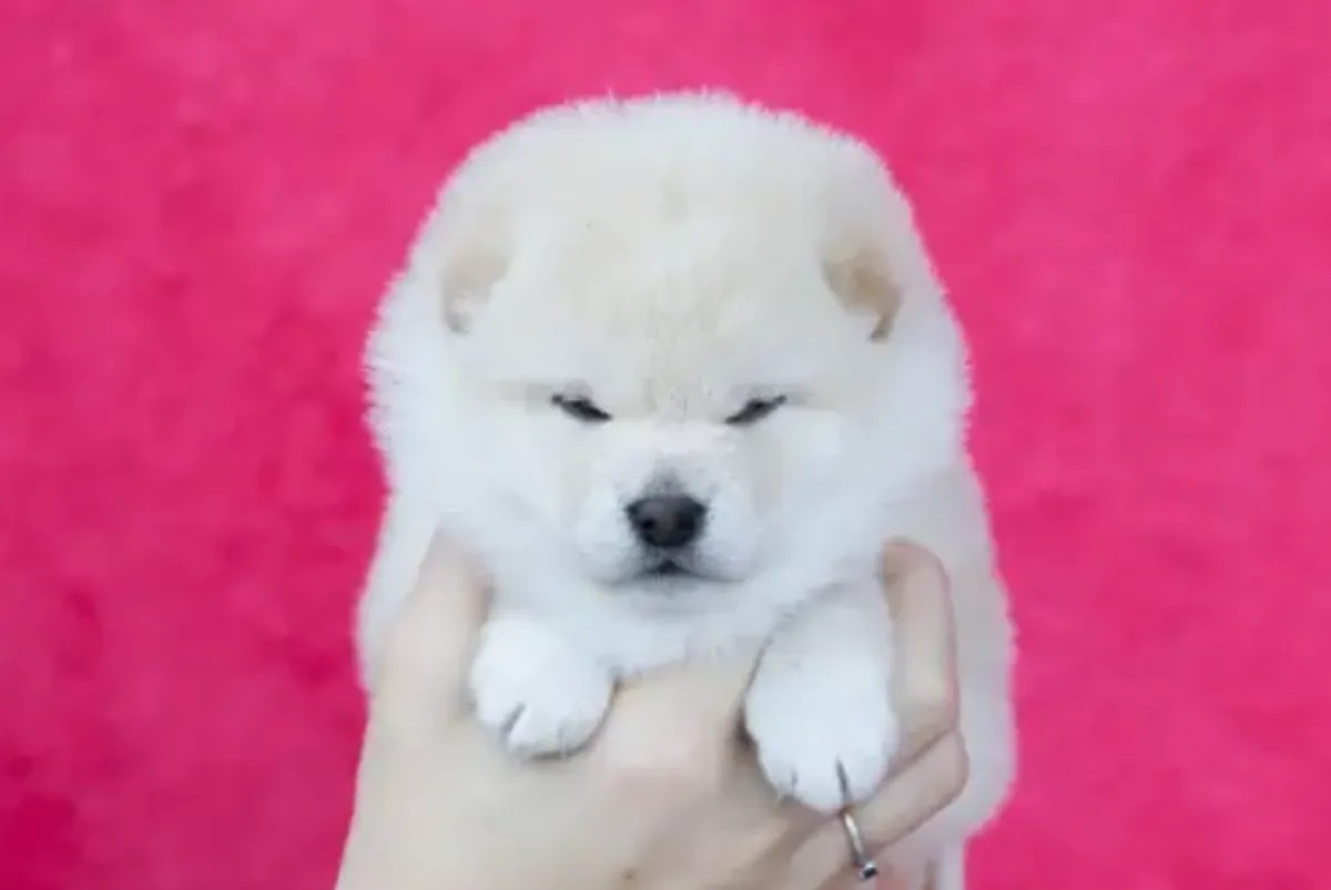 漂亮的纯种柴犬幼犬