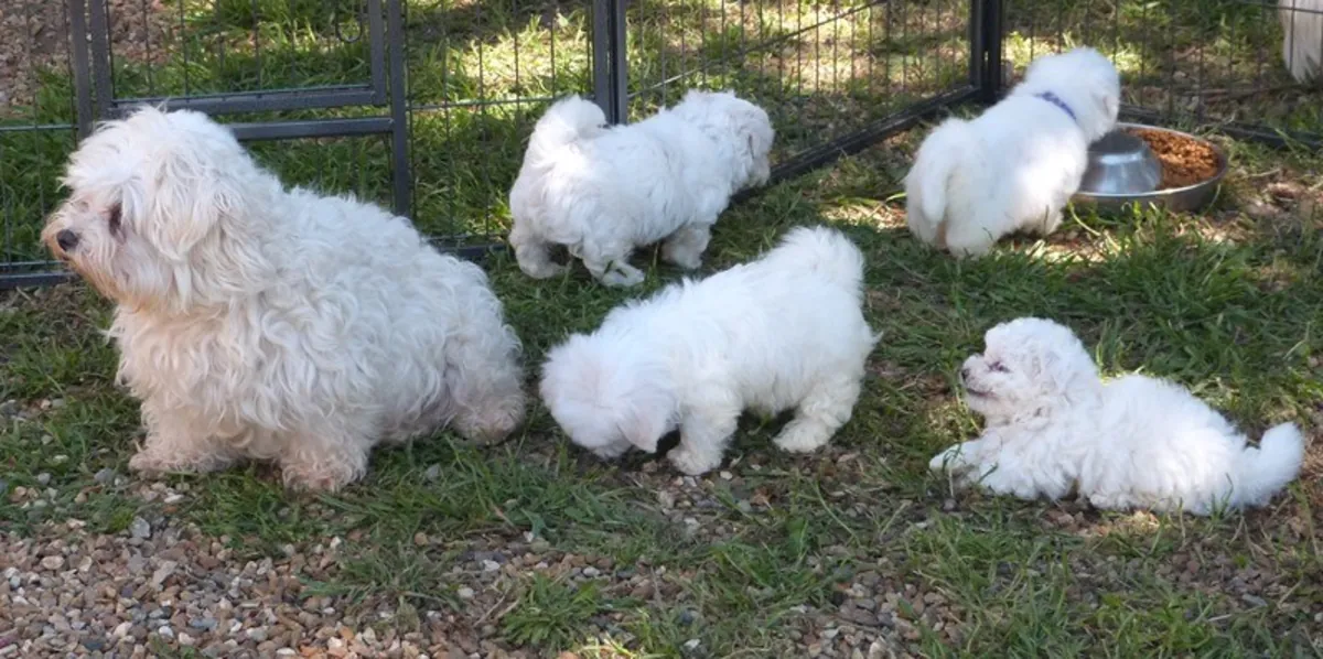 可爱的纯种马尔济斯幼犬