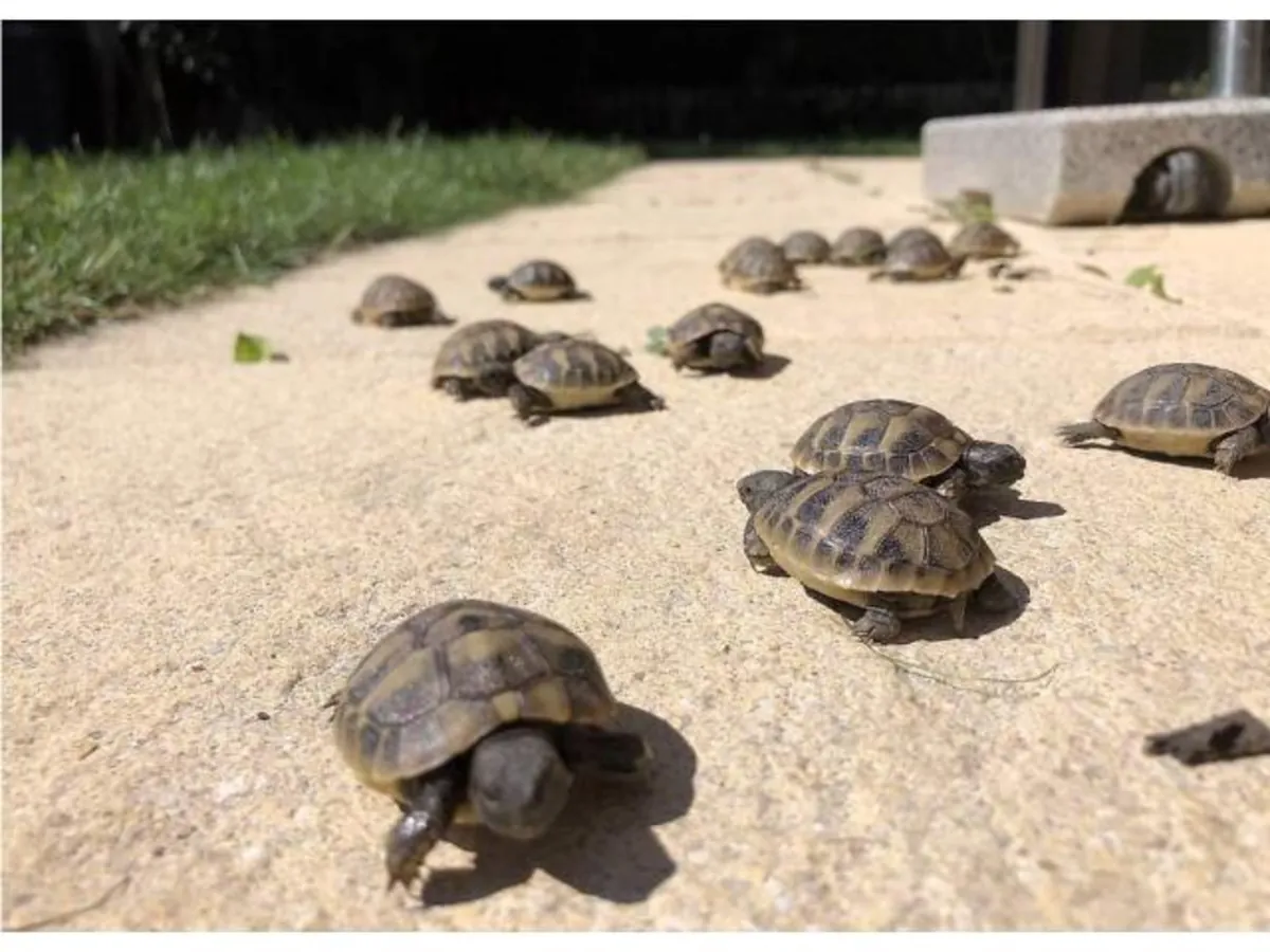 Hermann Tortoises (testudo hermanni)