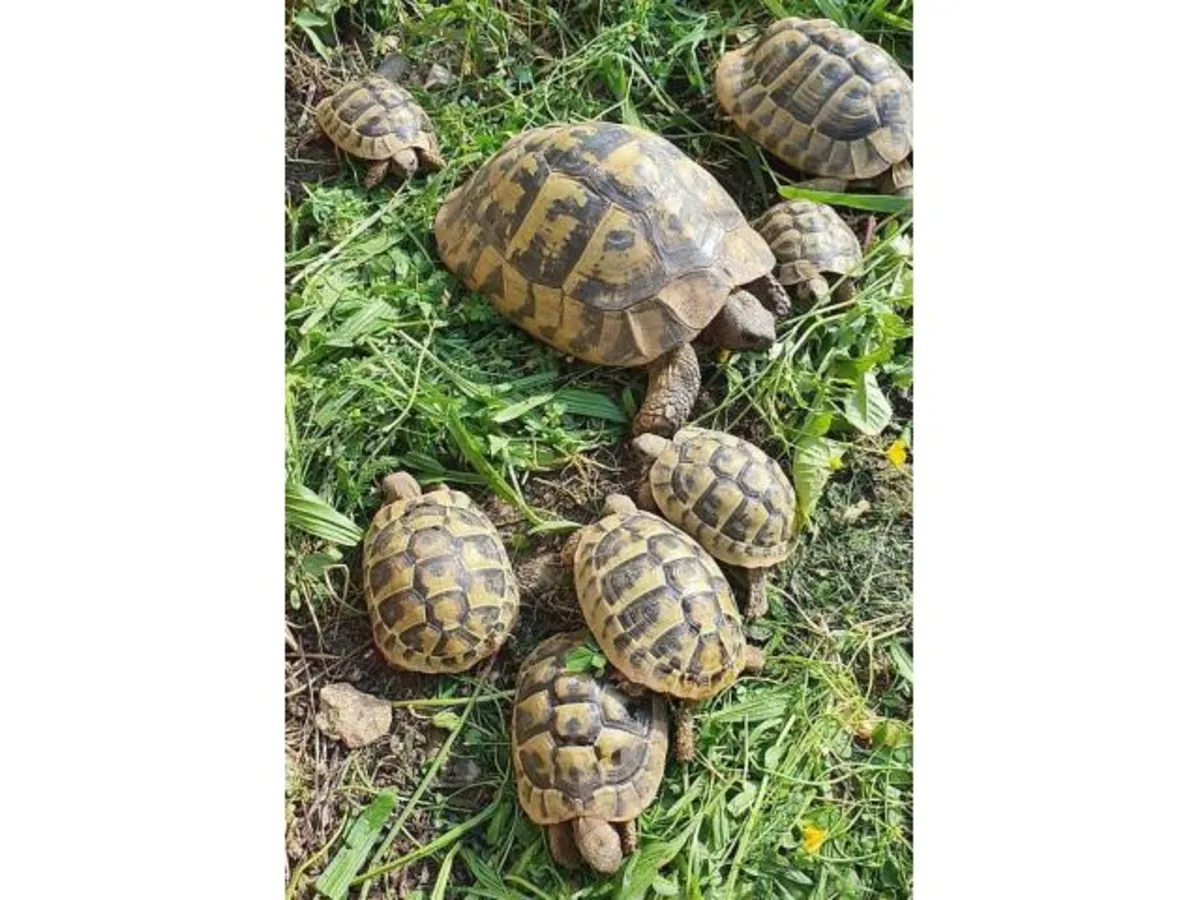Superb Hermann Testudo Hermanni Hermanni Tortoises