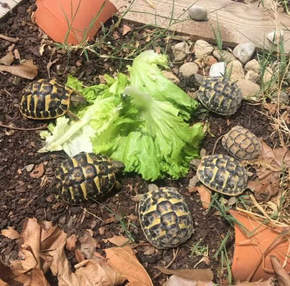 Sublime Young Hermann Tortoises