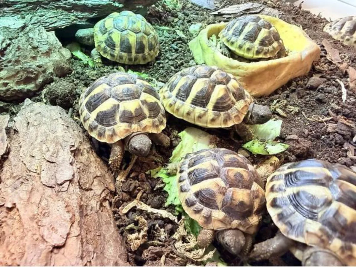 Hermann Testudo Hermanni Hermanni Tortoises