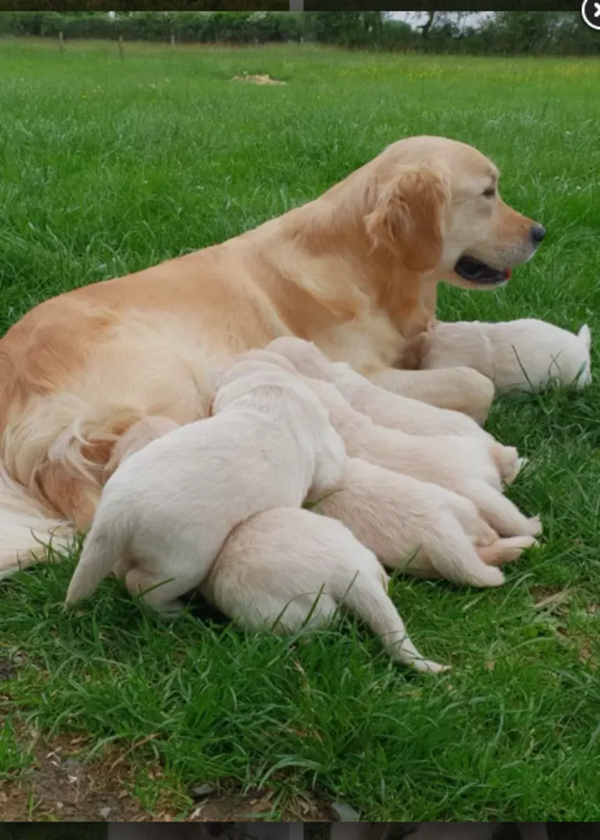 漂亮的纯种金毛寻回犬幼犬
