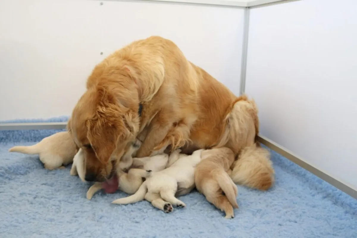 漂亮的纯种金毛寻回犬幼犬
