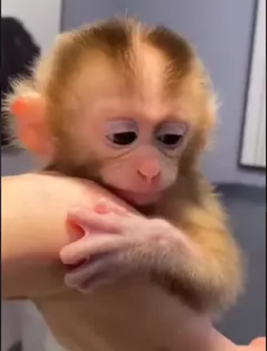 可爱的纯种卷尾猴宝宝