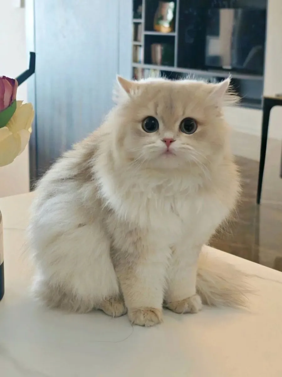 Персидская кошечка, спокойная, выращена в домашних условиях