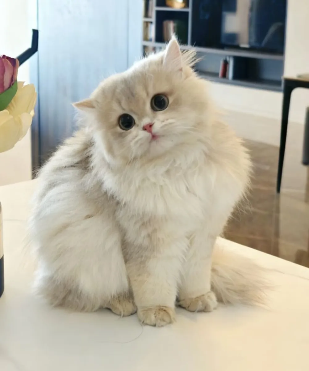 Персидская кошечка, спокойная, выращена в домашних условиях