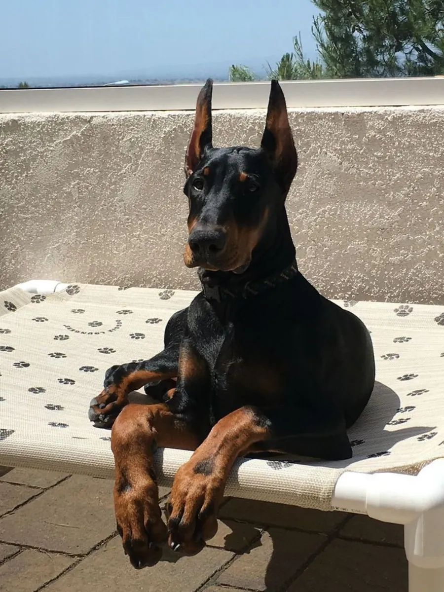 Пропал кобель добермана — чёрно-подпалый, очень дружелюбный