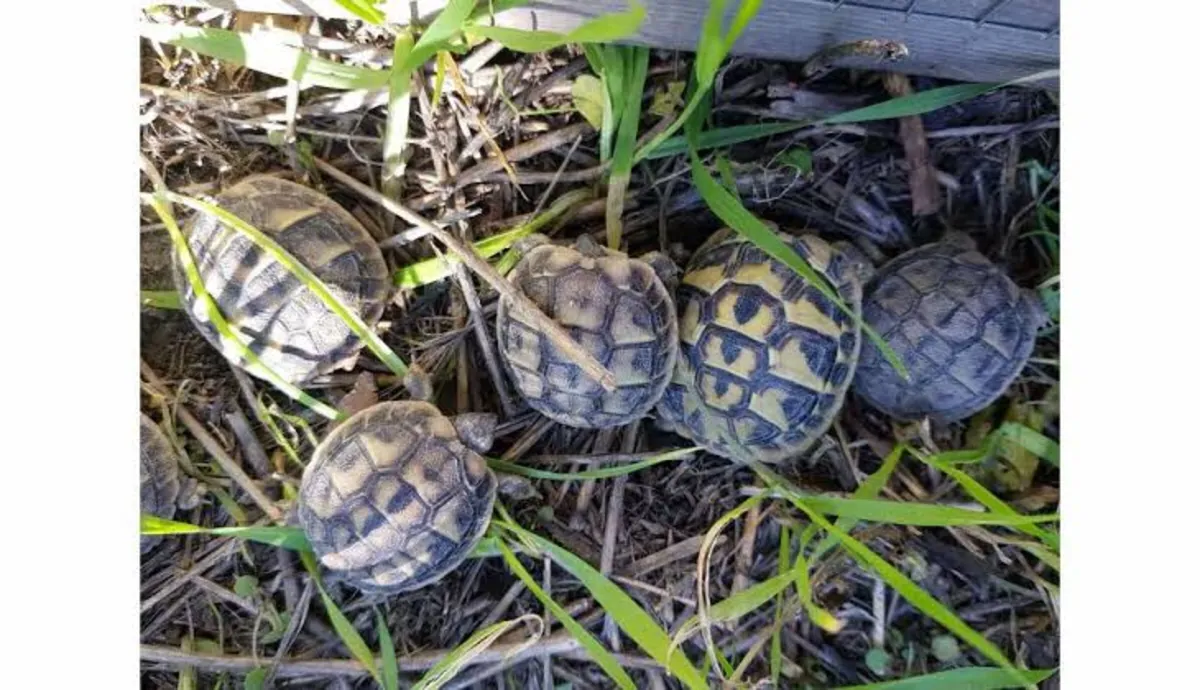 Young Hermann Tortoises