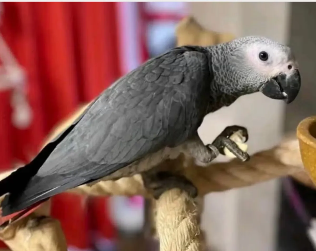 Young hand-raised African Grey parrots