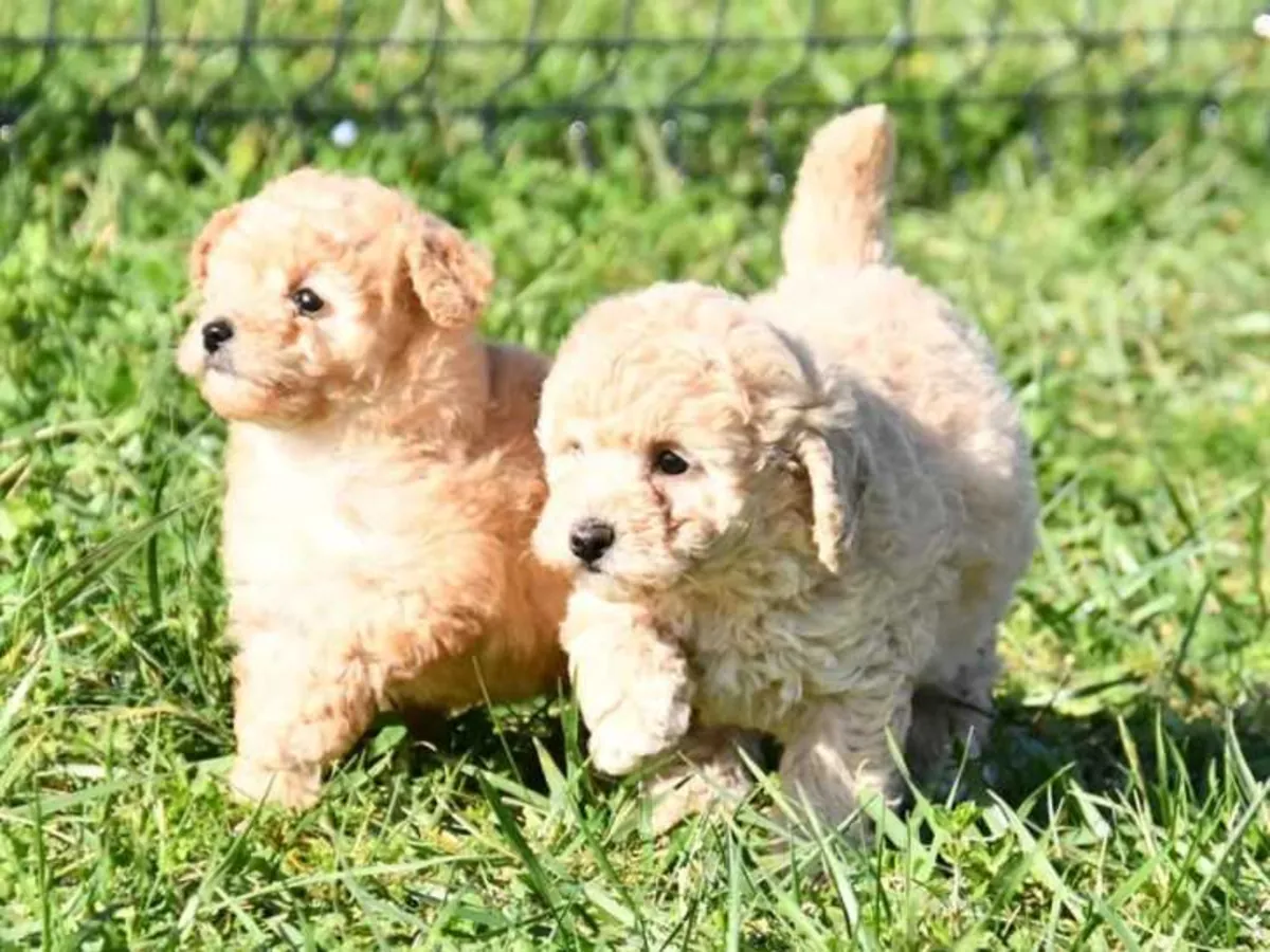 Adorables chiots caniche toy pure race
