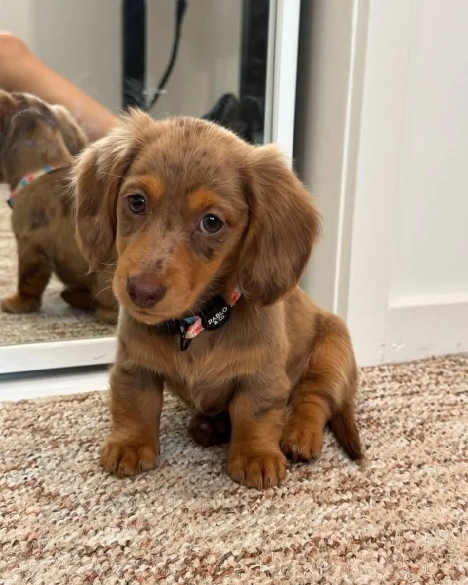 Joven Dachshund macho en busca de un hogar cariñoso (adopción gratuita)