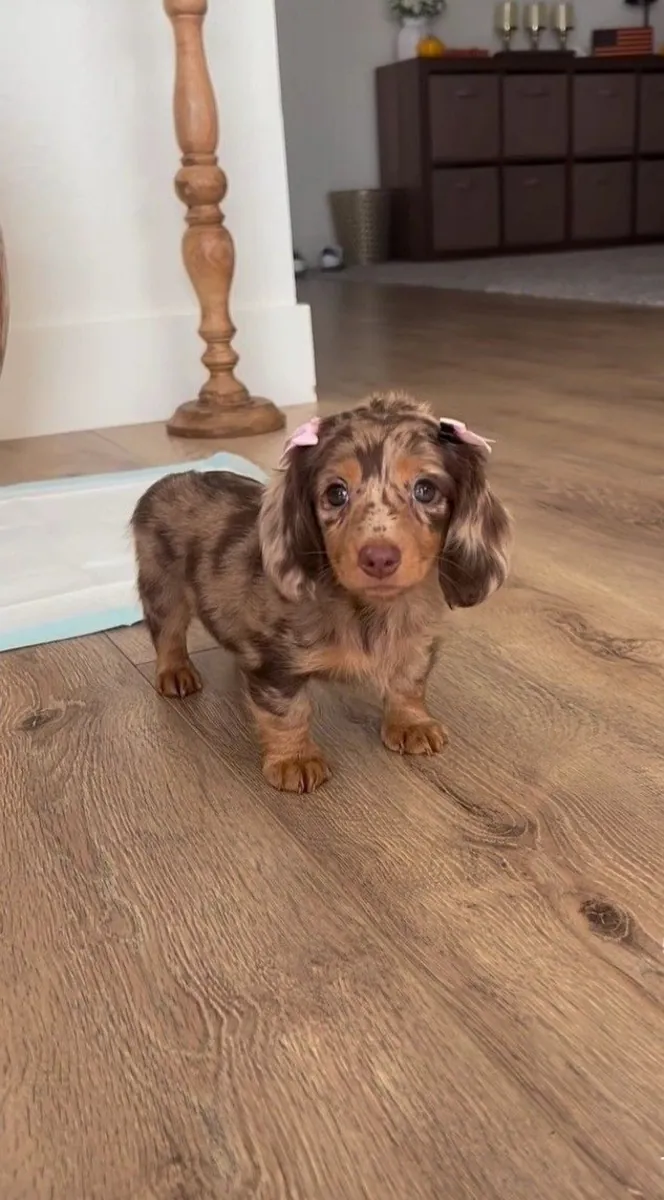 Joven Dachshund macho en busca de un hogar cariñoso (adopción gratuita)