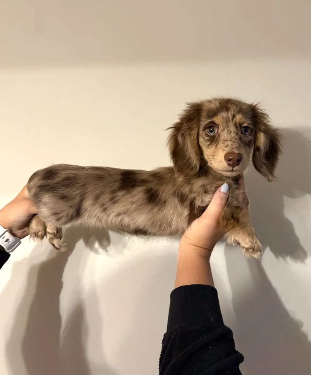 Joven Dachshund macho en busca de un hogar cariñoso (adopción gratuita)