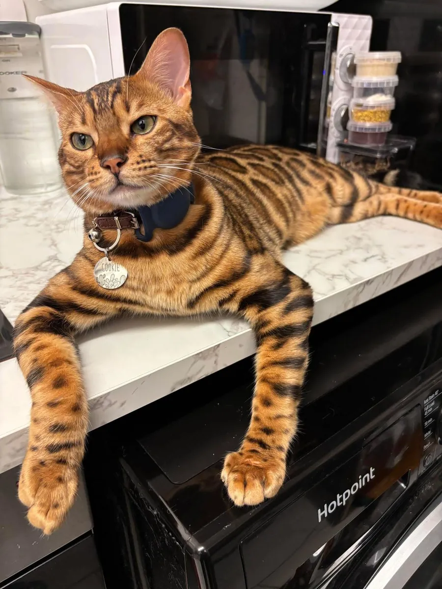 Gatita Bengal hembra, activa y criada en interior