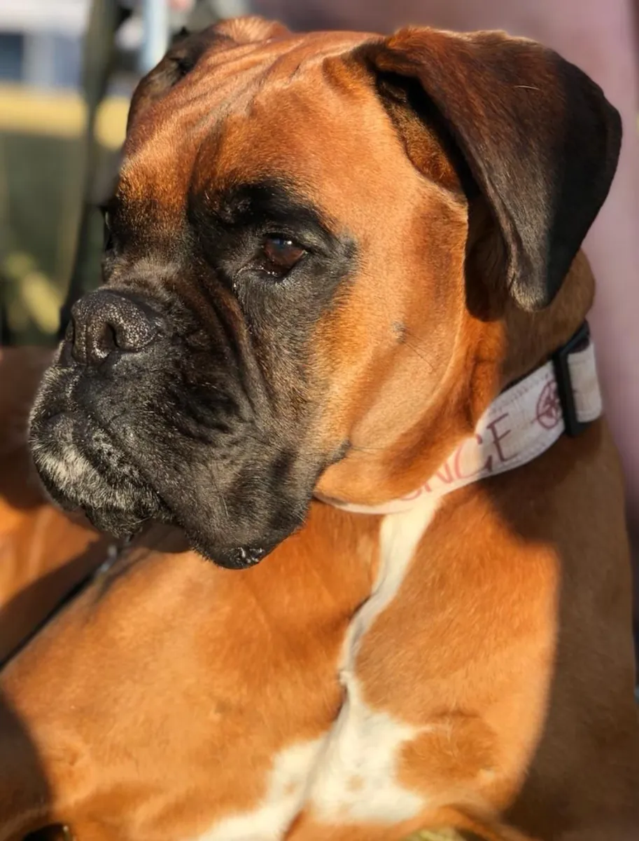 Boxer macho perdido – marrón y blanco, muy sociable