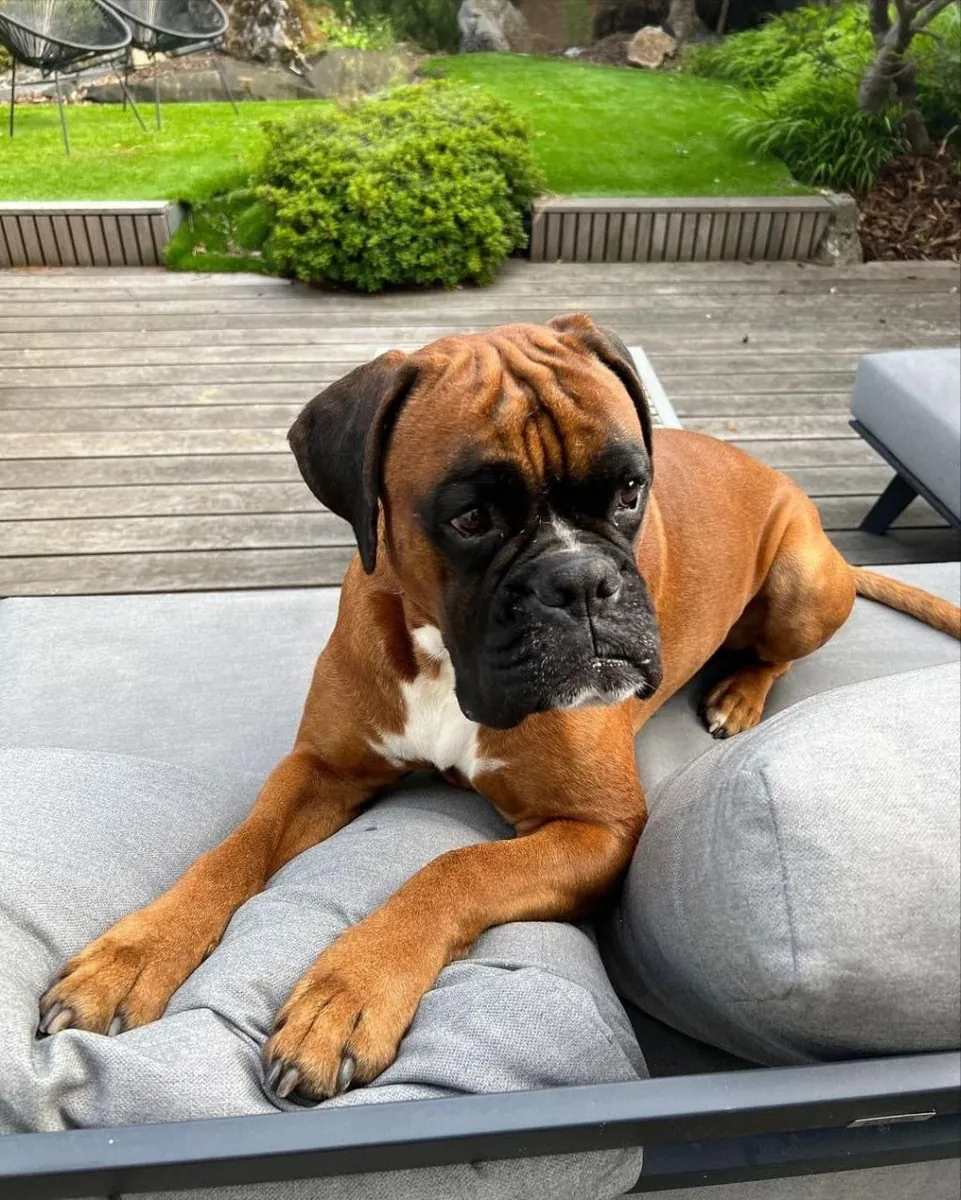 Boxer macho perdido – marrón y blanco, muy sociable