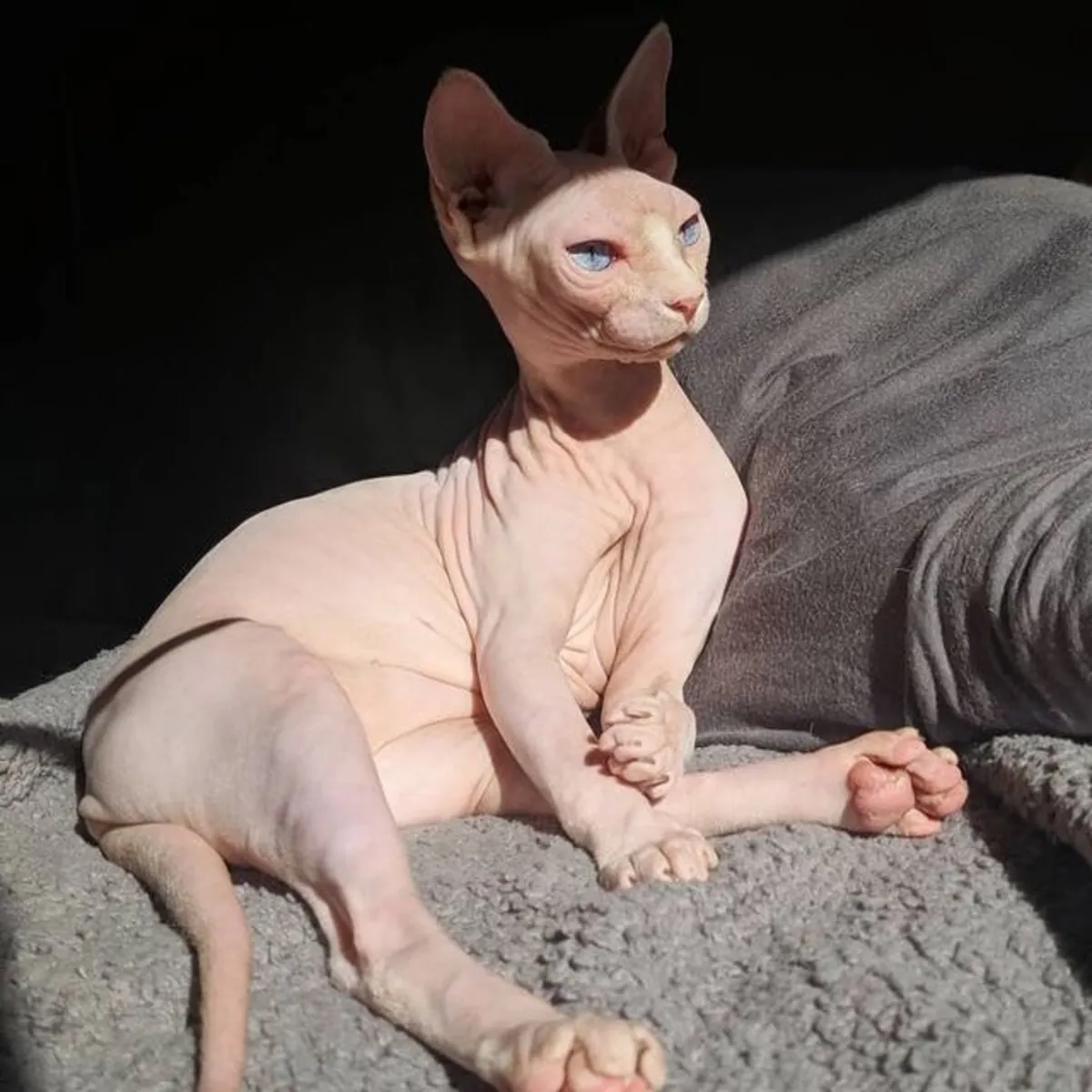 Gato Sphynx macho disponible para cruce