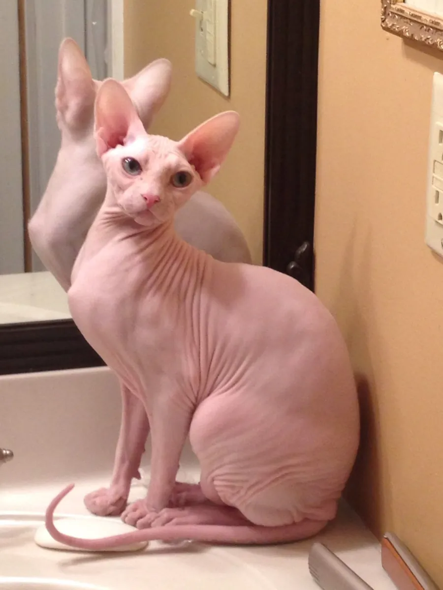 Gato Sphynx macho disponible para cruce