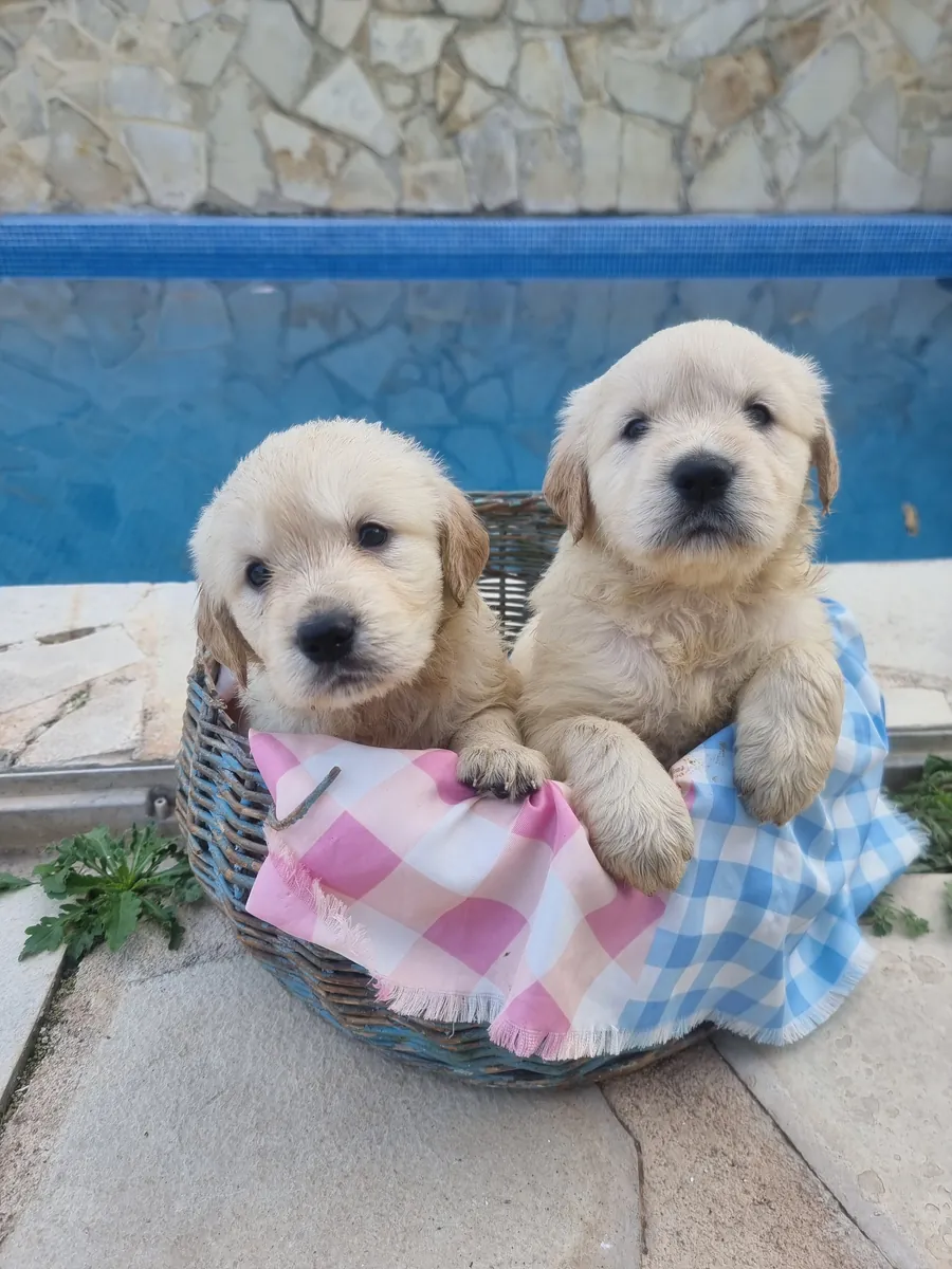 Cadeau Golden Retriever 651065050