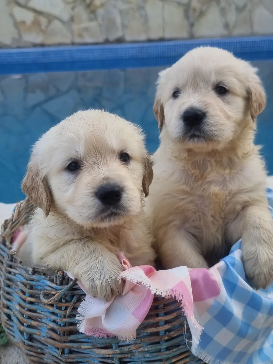 Cadeau Golden Retriever 651065050