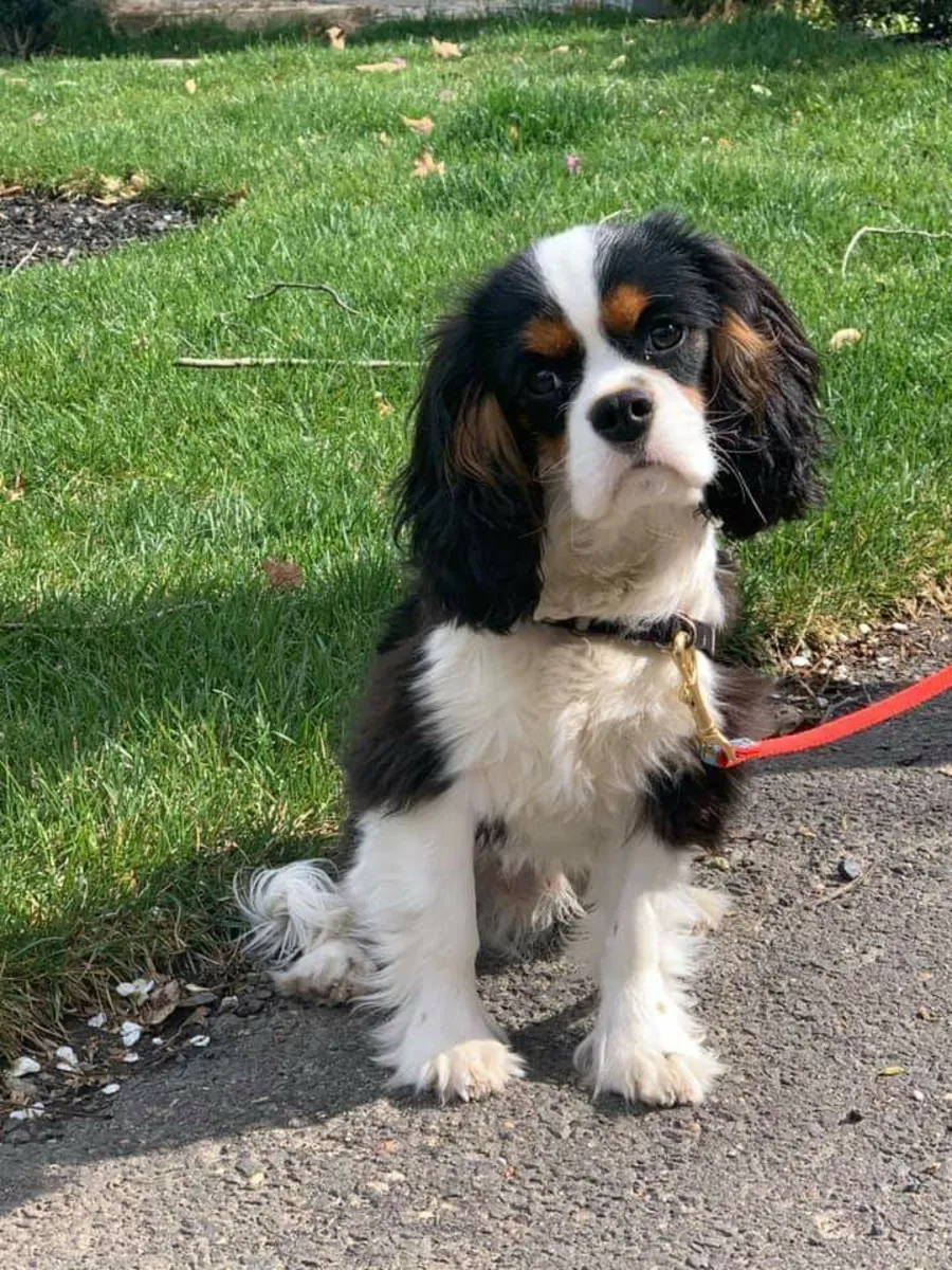 Кобель Cavalier King Charles Spaniel ищет новый дом в Великобритании