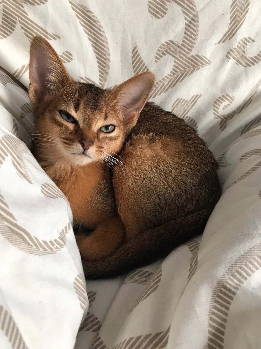 Абиссинская кошка, активная и выращенная в доме